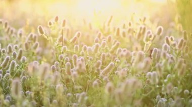 Tavşan ayağı yonca Trifolium arvense çiçeği