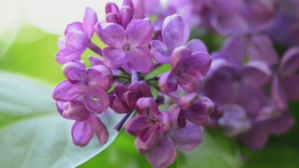 Belo lilás floração fundo natural — Vídeo de Stock