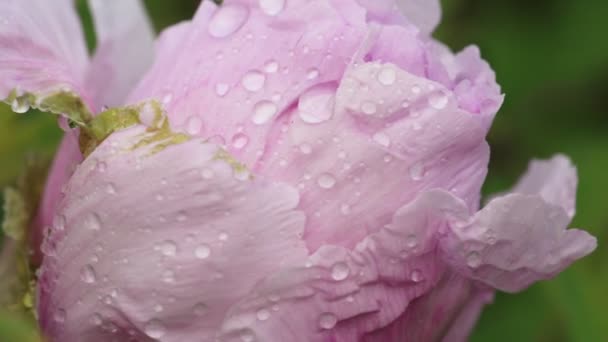 Рожева квітка півонії після дощу — стокове відео