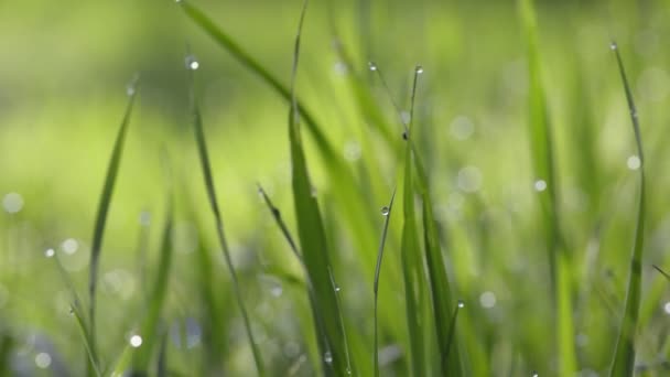 Hierba verde con gotas de agua — Vídeos de Stock