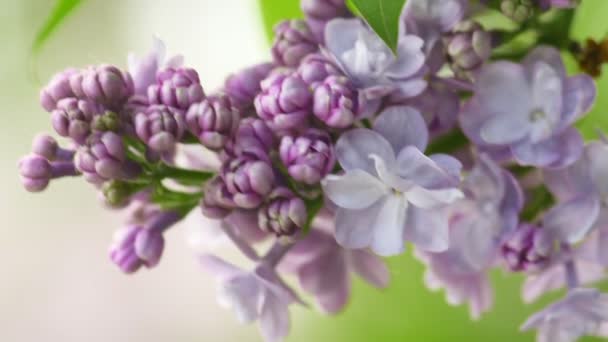 Hermoso lila floreciendo fondo natural — Vídeo de stock