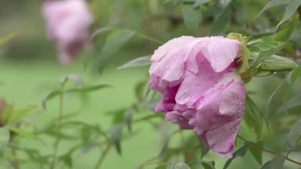 Rosa pion blomma efter regn — Stockvideo