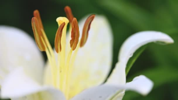 Biały kwiat lilii w ogrodzie — Wideo stockowe
