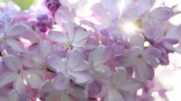 Smuk lilla blomstrende naturlig baggrund – Stock-video