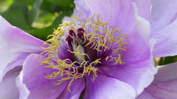 Pink peony flower natural background — Stock Video