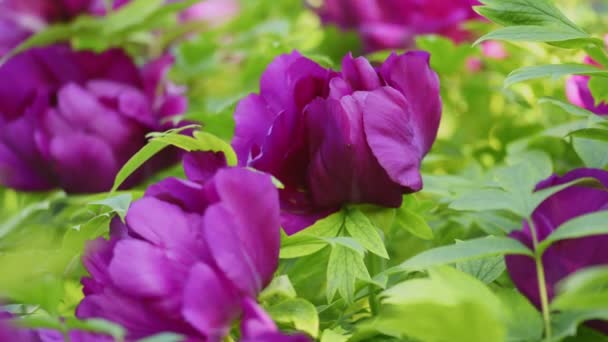 Фіолетова квітка півонії природний фон — стокове відео