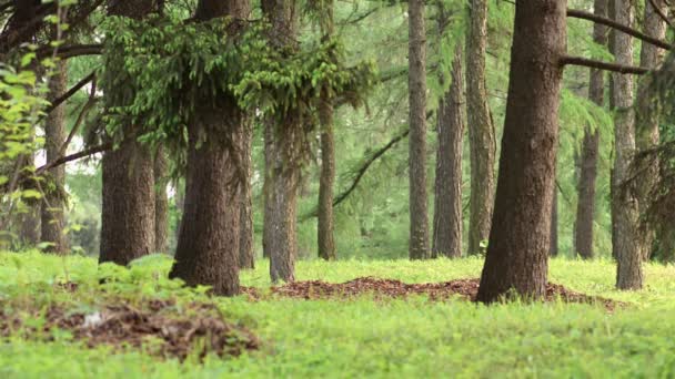 Vild tallskog naturlig bakgrund — Stockvideo