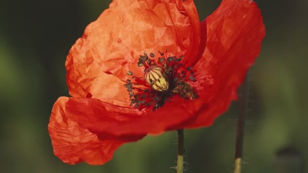 Abeja polinizadora flor de amapola roja — Vídeos de Stock