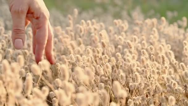 Womans hand stroking fluffy grass — Stock Video