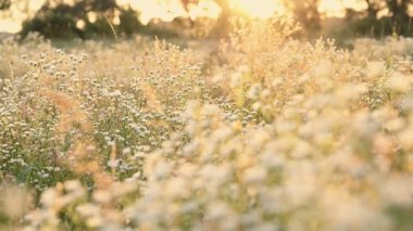 Kadınların elleri yabani çiçeklere dokunuyor
