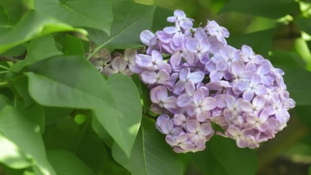 Mooie lila bloeiende natuurlijke achtergrond — Stockvideo