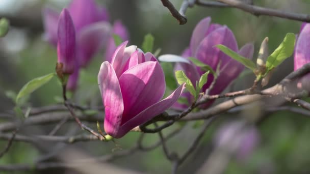 Vackra Magnolia blommor våren blomma — Stockvideo