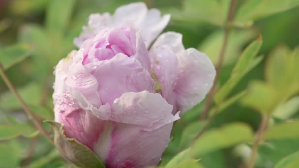 Flor de peonía rosa después de la lluvia — Vídeos de Stock