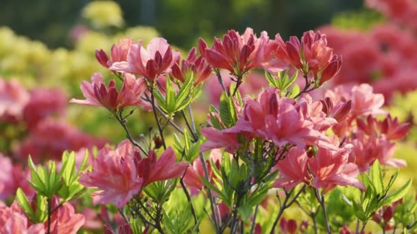 Kwitnące piękne różowe rododendrony łososia — Wideo stockowe