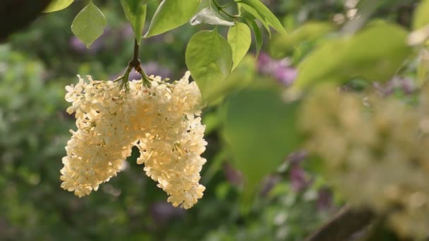 Красивий бузковий квітучий природний фон — стокове відео