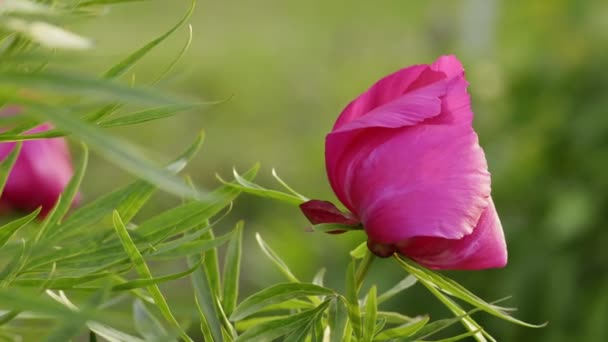 Rosa pion blomma våren bakgrund — Stockvideo