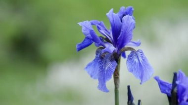 Çiçek açmış mavi iris çiçeği