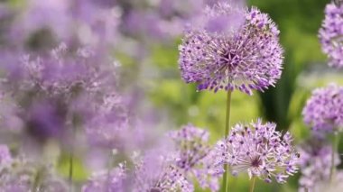Allium giganteum çiçekleri doğal arkaplan