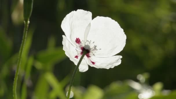 Biały mak kwiat zbliżenie — Wideo stockowe