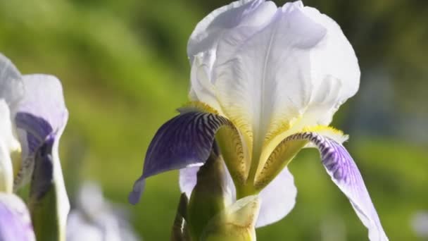 White and purple iris flower — Stock Video