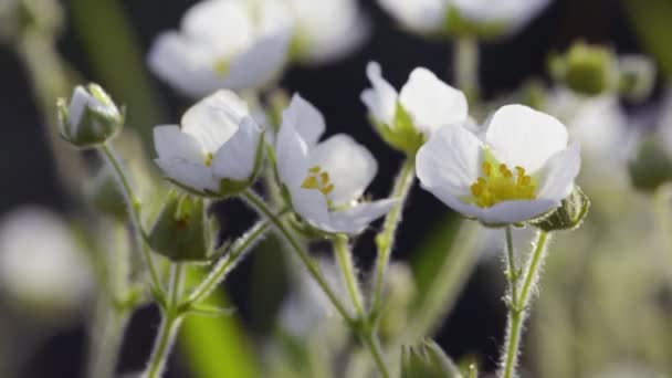 Bahar beyaz çiçekleri doğal arkaplan — Stok video