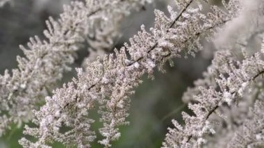 Süslü Tamarix ağaç dalları arkaplanı