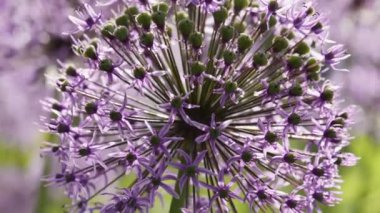 Allium giganteum çiçekleri doğal arkaplan