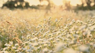 Kadınların elleri yabani çiçeklere dokunuyor