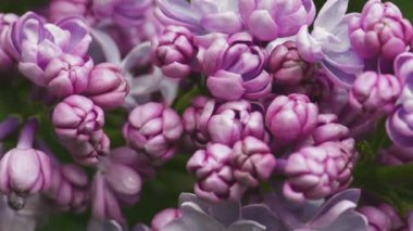 Güzel leylak çiçek açan doğal arka plan.