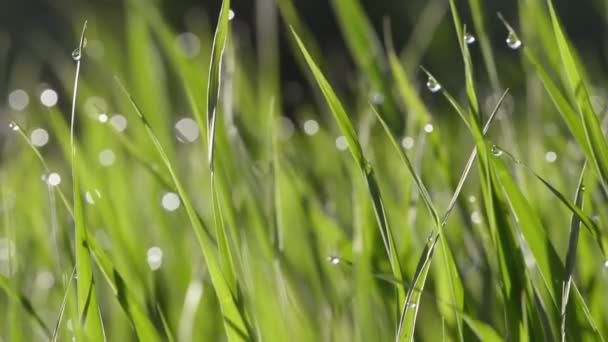 Hierba verde con gotas de agua — Vídeo de stock