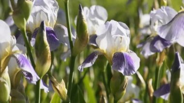 Beyaz ve mor iris çiçekleri