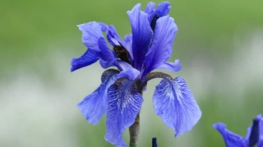 Çiçek açmış mavi iris çiçeği