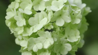 Kartopu ağacının beyaz küresel çiçekleri