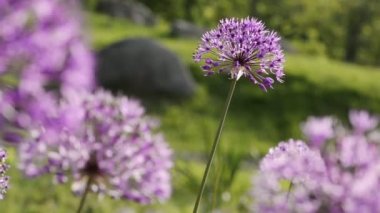 Allium giganteum çiçekleri doğal arkaplan