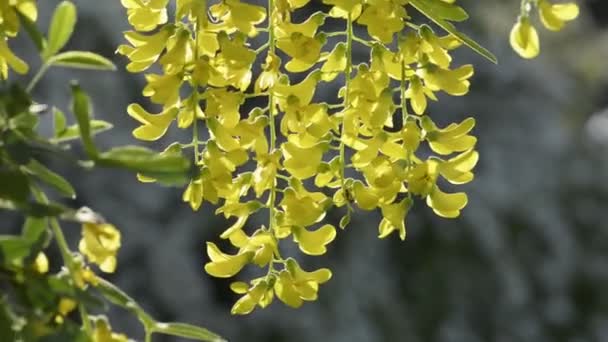 Yellow blooming acacia tree flowers — Stock Video