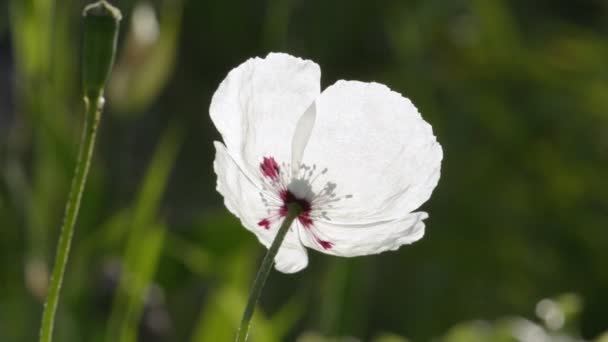 Біла макова квітка крупним планом — стокове відео
