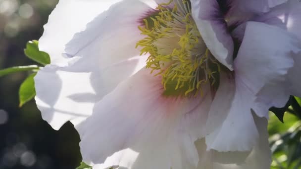Rózsaszín bazsarózsa virág természetes háttér — Stock videók