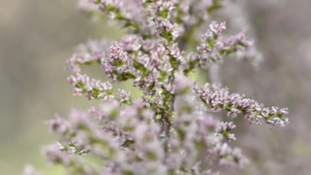 Arbusto ornamental Tamarix ramas fondo — Vídeo de stock