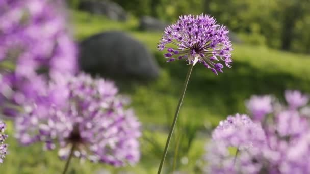 Allium giganteum flores fondo natural — Vídeo de stock