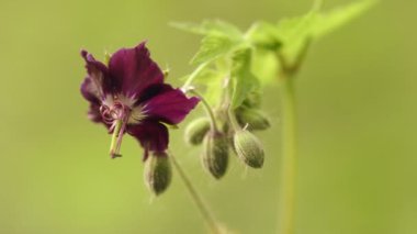 Orman çiçeği, doğal bahar arkaplanı