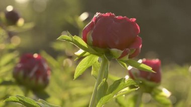 Sabahları kırmızı şakayık