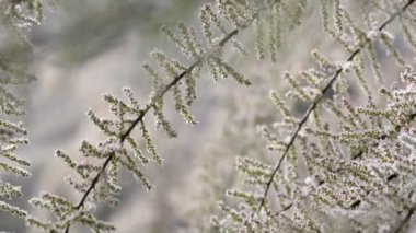 Süslü Tamarix ağaç dalları arkaplanı