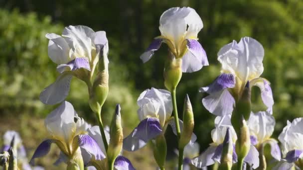 White and purple iris flowers — Stock Video