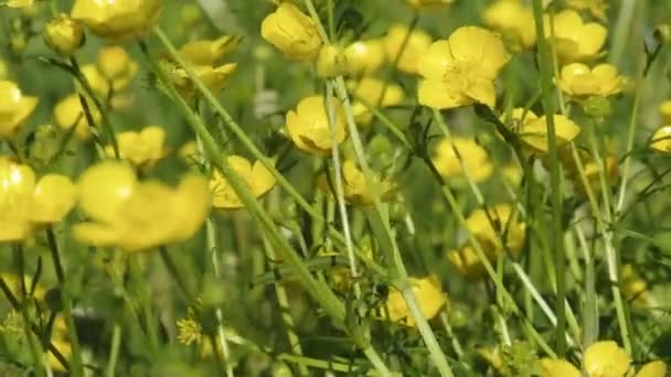 Желтые цветы лютик весной — стоковое видео