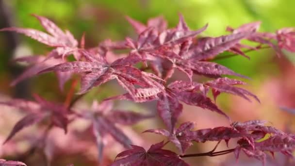 Κόκκινα φύλλα ιαπωνικού σφενδάμου — Αρχείο Βίντεο