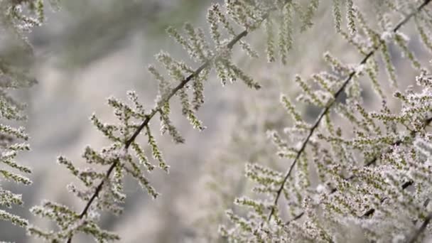 Arbusto ornamental Tamarix ramas fondo — Vídeo de stock