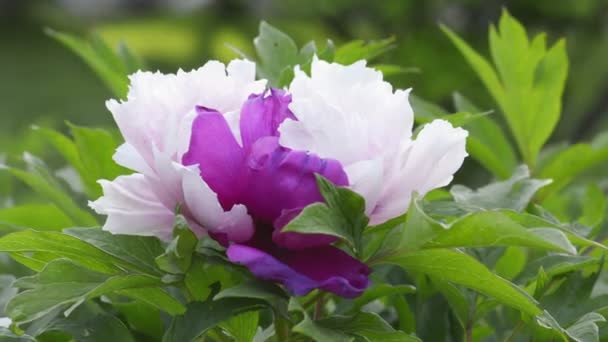 Fiore di peonia viola e bianca — Video Stock