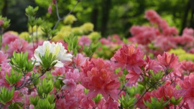 Çiçekli güzel somon pembe rhododendronlar