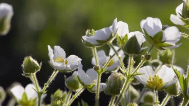 Bahar beyaz çiçekleri doğal arkaplan