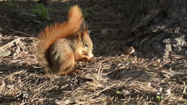 Scoiattolo rosso tra gli alberi — Video Stock